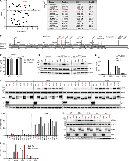 Functional evaluation of predicted potentially deleterious homozygous missense OSMR variants from the general population (overexpressed in OSMR- and LIFR-deficient HEK293T cells). (A) All homozygous OSMR variants from gnomAD v4.1 plotted as CADD score versus MAF. The red dot refers to the variant of P1. Dotted line represents the MSC (>19.3) with 95% confidence interval. A total of 11 homozygous missense OSMR variants predicted to be potentially deleterious (CADD score >20) from gnomAD v4.1 are listed in the table with the variant identified in P1 shown in red. (B) Localization of the predicted deleterious OSMR variants in different domains of the OSMR protein with the variant in P1 shown in red. CBD, cytokine binding domain. (C) The surface receptors OSMR and LIFR known to bind OSM were knocked out in HEK293 cells by the CRISPR/Cas9 technique. KO efficiencies of two SCCs were determined by EditCo’s ICE Analysis Tool (52) and shown as indels. (D and E) Functional validation of nucleofected HEK293T cells with CRISPR guides targeting AAVS1 (control) or OSMR and LIFR from C. Cells were stimulated for 30 min by either OSM (50 ng/ml), IL-6 (100 ng/ml), or IL-11 (100 ng/ml) prior to harvest of whole-cell lysates for WB for the visualization of pSTAT3, STAT3, and GAPDH and quantification of WB band intensities shown in E. (F and G) OSMR-LIFR double KO HEK293 cells (SCC 2) overexpressing GFP, OSMR WT, or various OSMR variants from gnomAD by transfection. Cells were left untreated (UT) or stimulated with 50 ng/ml OSM for 30 min prior to harvest of whole-cell lysates for WB for the visualization of pSTAT3, STAT3, OSMR, GFP, and GAPDH, with quantification of WB band intensities shown in G. (H and I) OSMR-LIFR double KO HEK293 cells (SCC 2) overexpressing GFP, OSMR WT, or the OSMR P1 variant V436D by transfection. Cells were left untreated (UT) or stimulated with OSM (50 ng/ml), IL-6 (100 ng/ml), IL-11 (100 ng/ml), or IL-31 (100 ng/ml) for 30 min prior to harvest of whole-cell lysates for WB for the visualization of pSTAT3, STAT3, and GAPDH and quantification of WB band intensities shown in I. Source data are available for this figure: SourceData F2. Refer to the image caption for details.