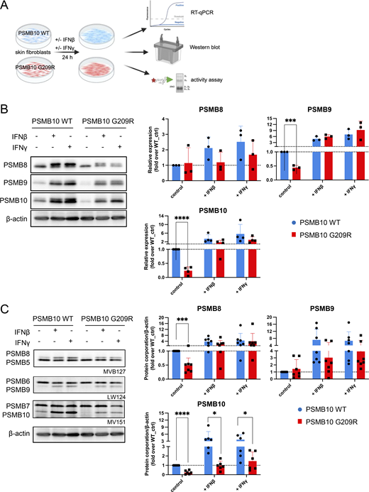 A multi-part image shows the effects of interferon stimulation on P S M B 10 W T and G 209 R skin fibroblasts.