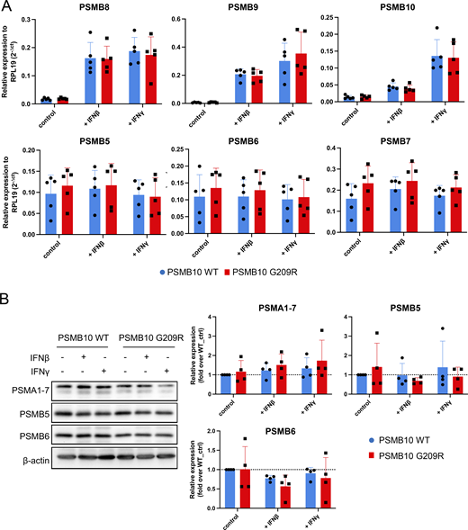 RNA and protein analysis of immuno- and standard proteasome subunits in PSMB10 WT and PSMB10 G209R skin fibroblasts. (A) RT-qPCR analysis of immunoproteasome subunits PSMB8-10 and the standard subunits PSMB5-7 with normalization to RPL19 (2-delta CT) upon stimulation with 75 U/ml IFNγ or 100 U/ml IFNβ for 24 h (n = 5, multiple unpaired t test). (B) Western blot analysis of proteasome subunits PSMA1-7, PSMB5, and PSMB6 with β-actin as the loading control (n = 3, multiple unpaired t test). The β-actin loading controls shown in B and Fig. 4, B and C are identical, as these panels were derived from the same experiment and immunoblot. Source data are available for this figure: SourceData FS1. Refer to the image caption for details.