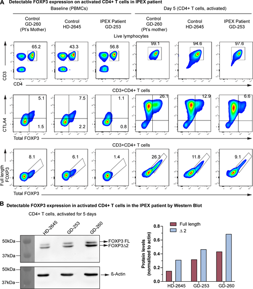 A two-part image depicts F O X P 3 expression in activated C D 4 positive T cells.