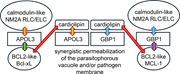 Diagram illustrating the synergistic activities of A P O L 3 and G B P 1 proteins in permeabilizing intracellular bacterial membranes.