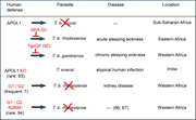 Table showing human defenses against trypanosome parasites, diseases caused, and locations.