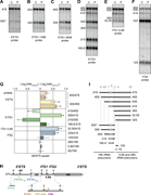 A multi-part image depicts pre-rRNA processing affected by WDR75 variants.