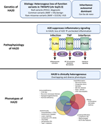 An illustration explaining the genetics, pathophysiology, and clinical phenotypes of HA20.