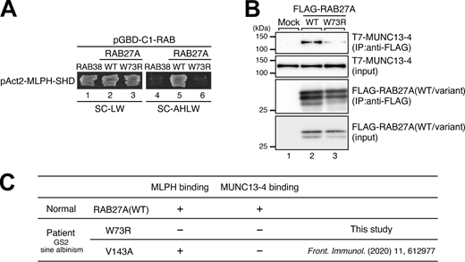 A multi-panel image showing interactions of RAB27A variants with MLPH and MUNC13-4.