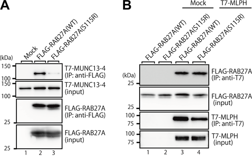 A two-panel image shows western blot analysis of protein interactions.