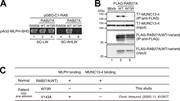 A multi-panel image showing interactions of RAB27A variants with MLPH and MUNC13-4.