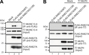A two-panel image shows western blot analysis of protein interactions.
