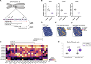 The image contains multiple panels related to the 22q11.2 deletion syndrome, including a schematic of chromosome 22.