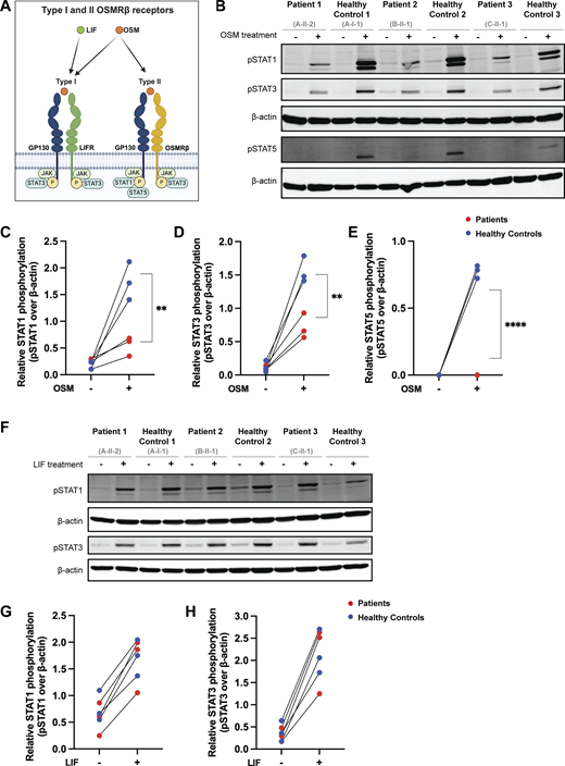 A multi-part image depicts the signaling through the OSM/OSMR axis in primary fibroblasts from patients and healthy controls.