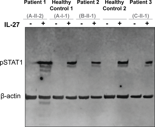 Figure S3. Refer to the image caption for details.