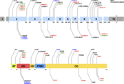 A diagram representing the distribution of ADA2 variants across the ADA2 gene and protein.