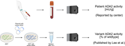 Diagram of ADA2 activity measurement process.