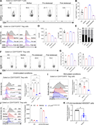 A multi-panel image depicts the expression of CD4 positive FOXP3 positive Treg cells and related markers.
