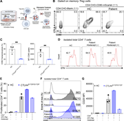 A multi-panel image depicts the functional consequences of the CTLA4S172P/S172P variant on CD80 transendocytosis and CD4 positive T cell proliferation.