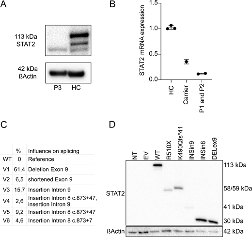 A multi-panel image depicts STAT2 mRNA and protein expression analysis.