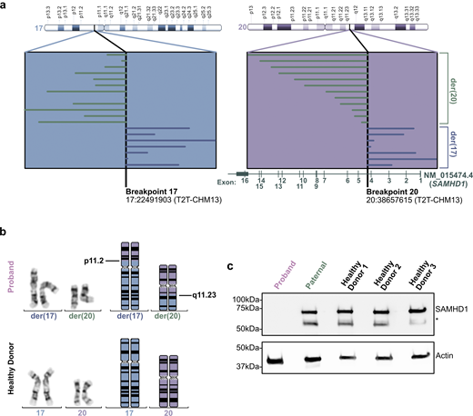 A multi-panel image illustrating
genomic sequencing and analysis of a translocation between chromosomes 17
and 20.