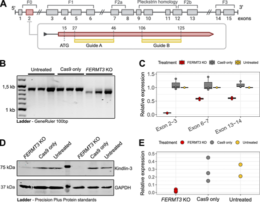 A multi-panel image depicts the characterization of FERMT3 KO human CD16+ cultured neutrophils.