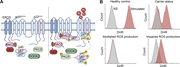 A two-panel image of the phagocyte NADPH oxidase complex and DHR assay results.