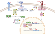 Diagram of signaling pathways regulating NADPH oxidase subunits.