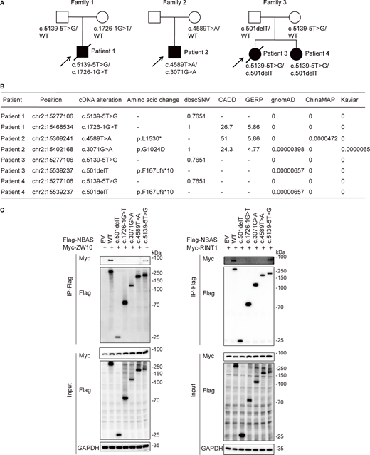 A multi-panel image shows pedigrees, mutation analysis, and co-immunoprecipitation results for patients with NBAS mutations.